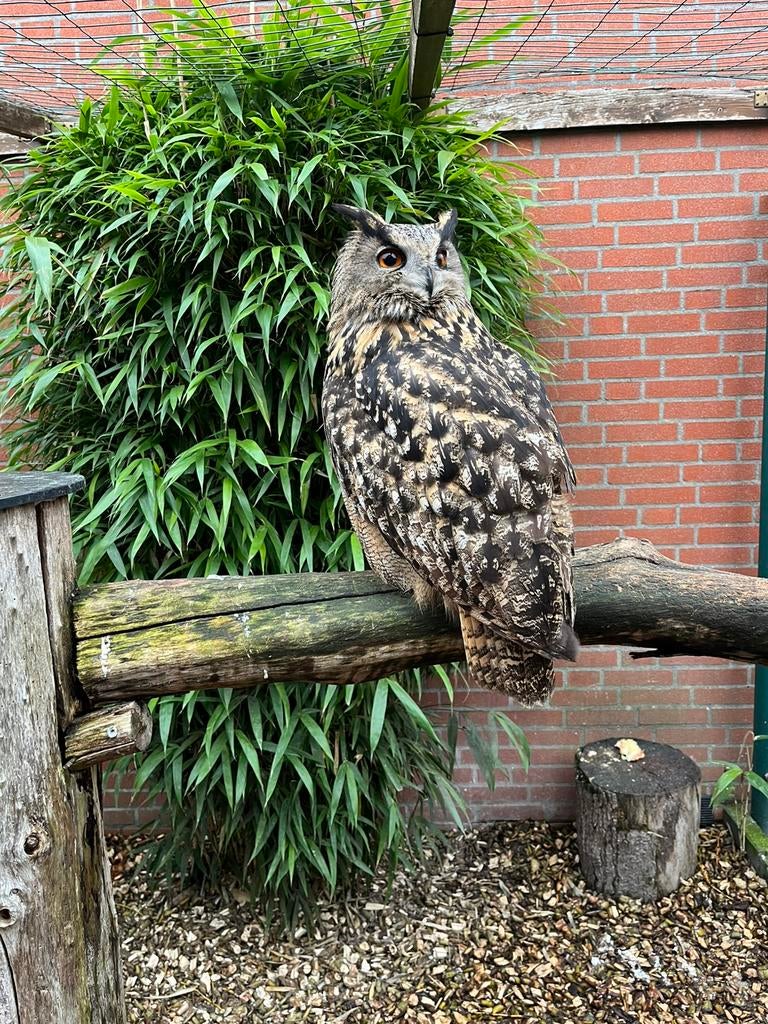 2 prachtige Europese Oehoe’s, Meerdere dieren, Roofvogel, Geringd