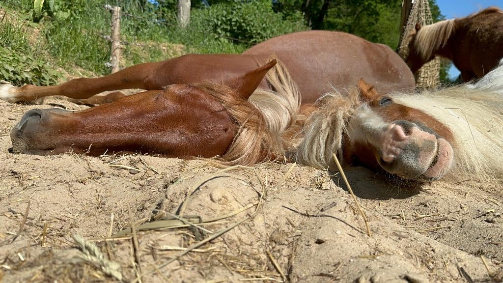 Paardenverzorger (2–3 dagen per week) & Bijrijdster, Vacatures, Vacatures | Overige Vacatures, Overige niveaus, Starter, Overige vormen