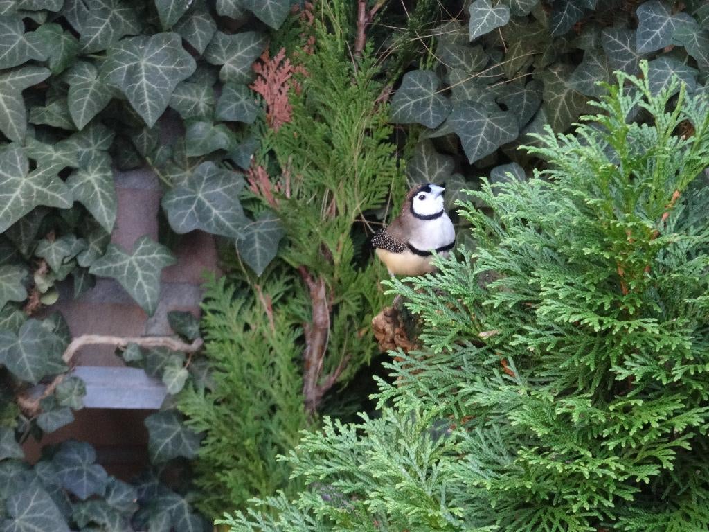 Bichenow, Dieren en Toebehoren, Vogels | Overige Vogels, Mannelijk, Tropenvogel, Tam