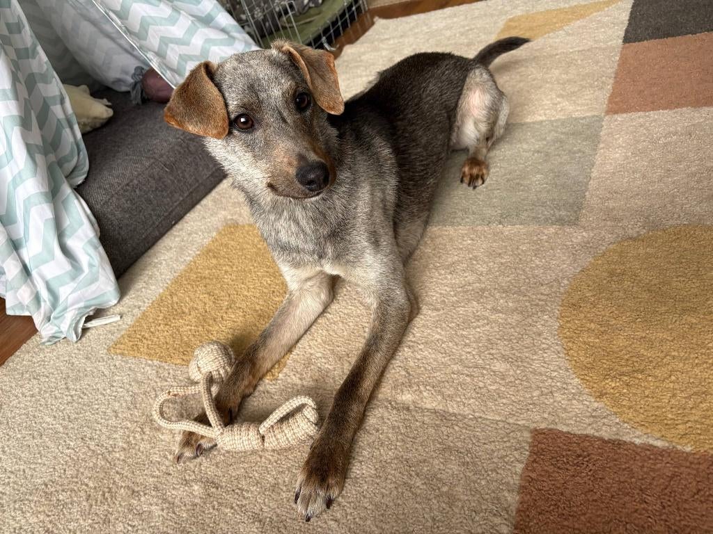 Bos – jonge rescue hond (±1 jaar, 10 kg, ~47 cm), Dieren en Toebehoren, Particulier, 15 weken tot 1 jaar, Reu, Buitenland