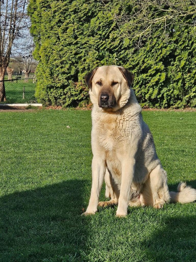 herdershond  kangal, Reu, Eén hond, 3 tot 5 jaar, Herder