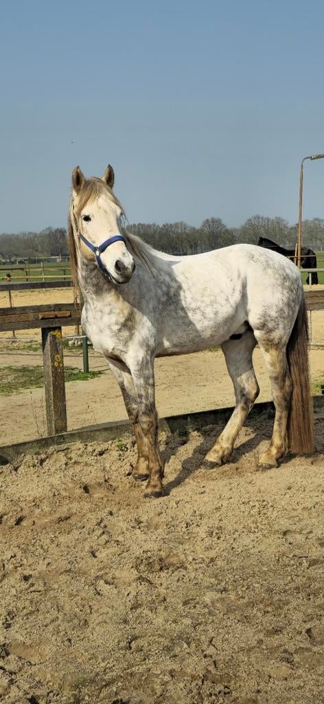 Lieve recreatie ruin, Gechipt, Minder dan 160 cm, B, Ruin