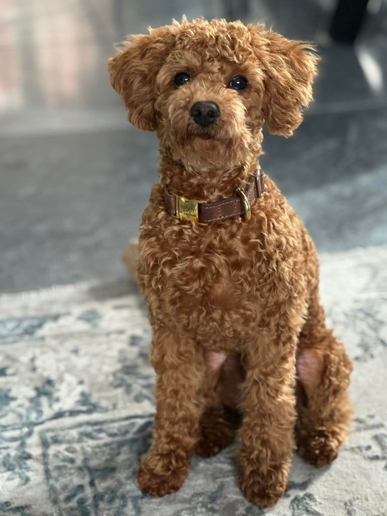 Mooie Toy Poedel reu voor dekking (met stamboom)., Dieren en Toebehoren, Honden | Niet-rashonden, Reu, 1 tot 2 jaar, Parvo, Eén hond