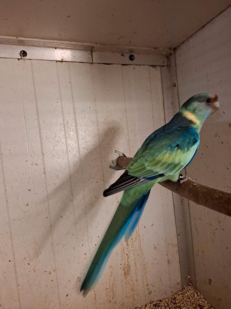 Te koop bernard pop, Dieren en Toebehoren, Vogels | Parkieten en Papegaaien, Vrouwelijk, Parkiet, Geringd