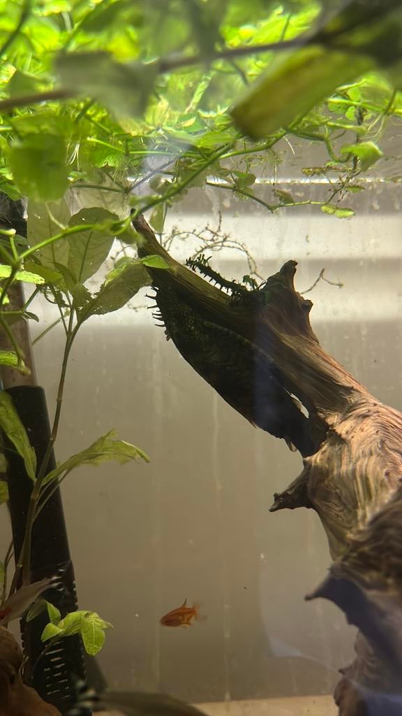 Ancistrus L144 3x man 1x vrouw, Vis, Zoetwatervis