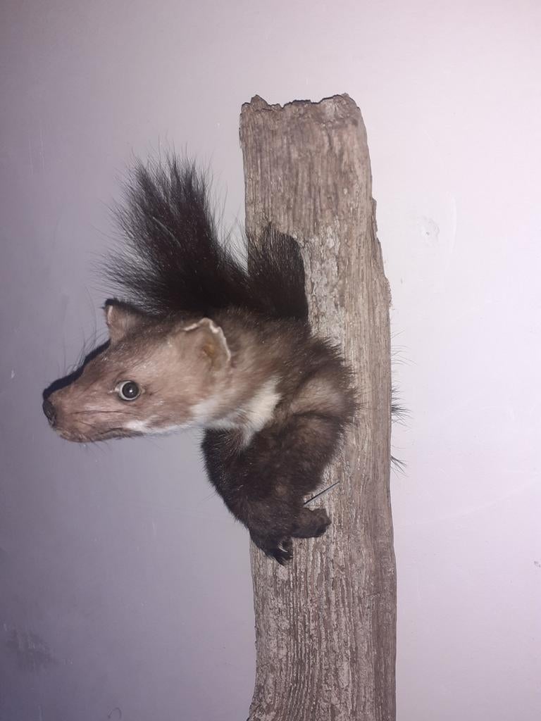 Taxidermie,Taxidermy,opgezette "steenmarter " uit hol komend, Verzamelen, Dierenverzamelingen, Ophalen of Verzenden, Nieuw, Wild dier
