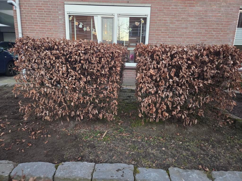 Beuken haag - 2 grote blokken voor een mooie tuin, Tuin en Terras, Grind, Keien en Split, Ophalen