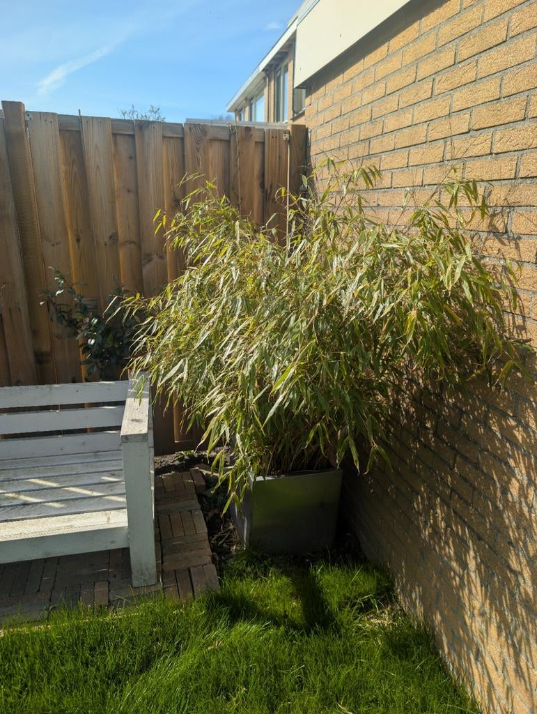 Bamboe in pot, Tuin en Terras, Ophalen of Verzenden