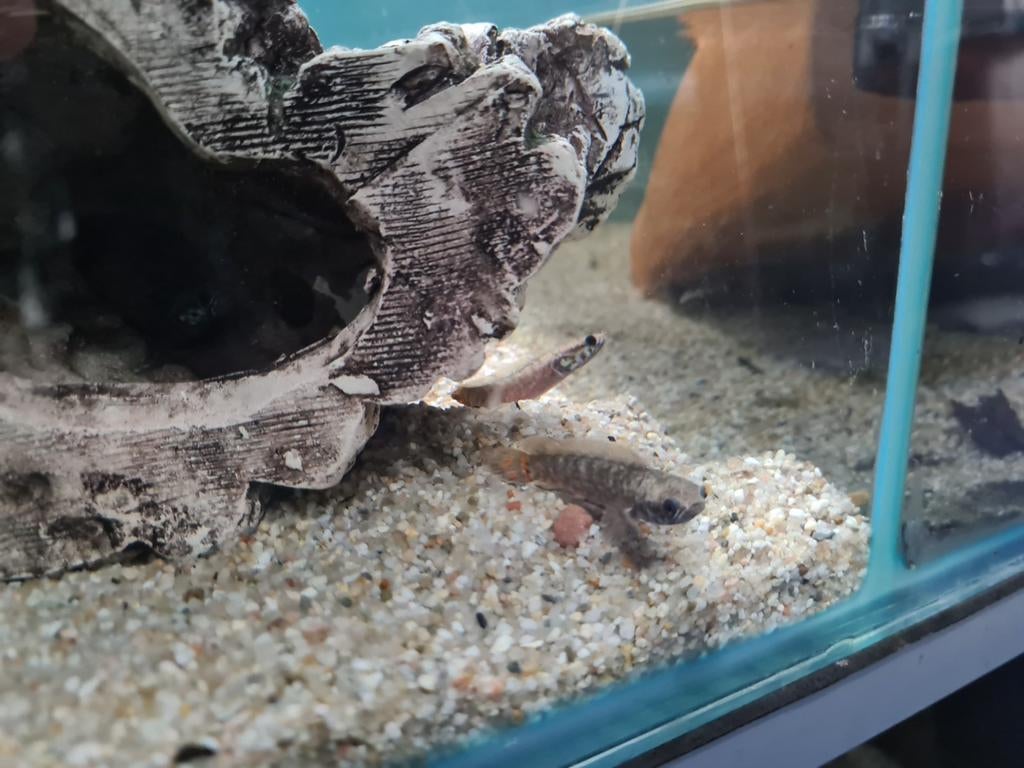 Channa Bleheri, Slangenkopvis, Dieren en Toebehoren, Vis, Zoetwatervis