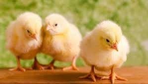 KUIKENS KUIKENTJES KUIKEN AS ZATERDAG 28 MAART BESCHIKBAAR, Dieren en Toebehoren, Pluimvee, Vrouwelijk, Kip