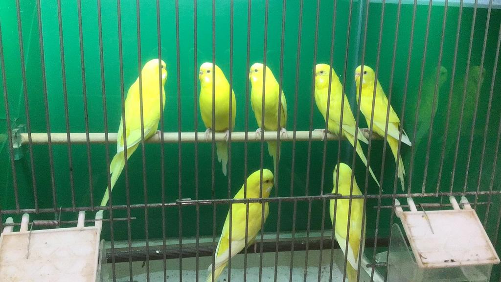 Parkiet, lutino, geleparkiet, kweek koppels, pop, Meerdere dieren, Parkiet
