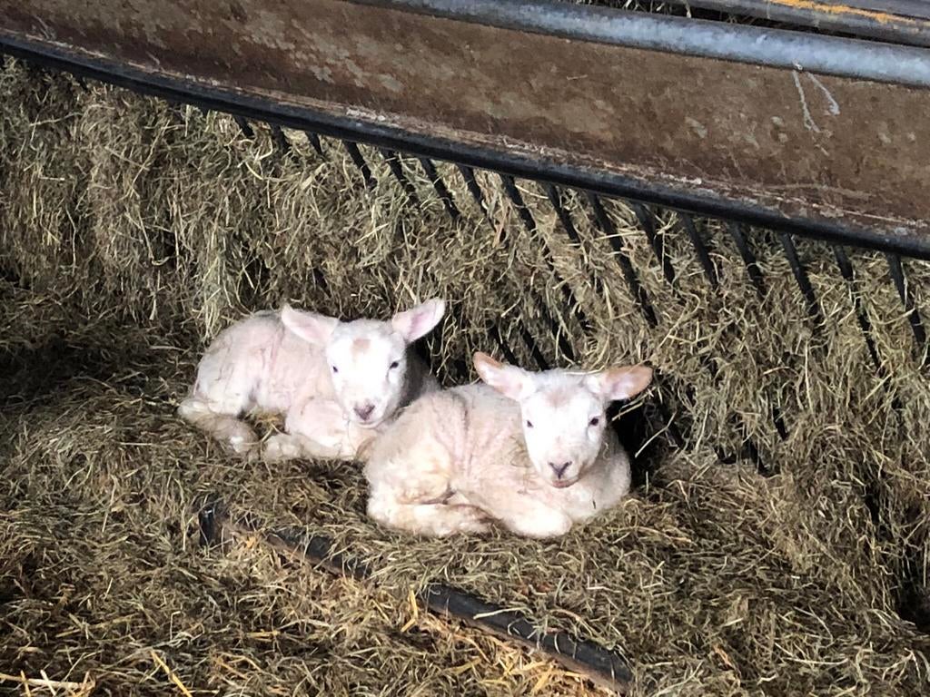 Fleslam, Dieren en Toebehoren, Meerdere dieren, Kip