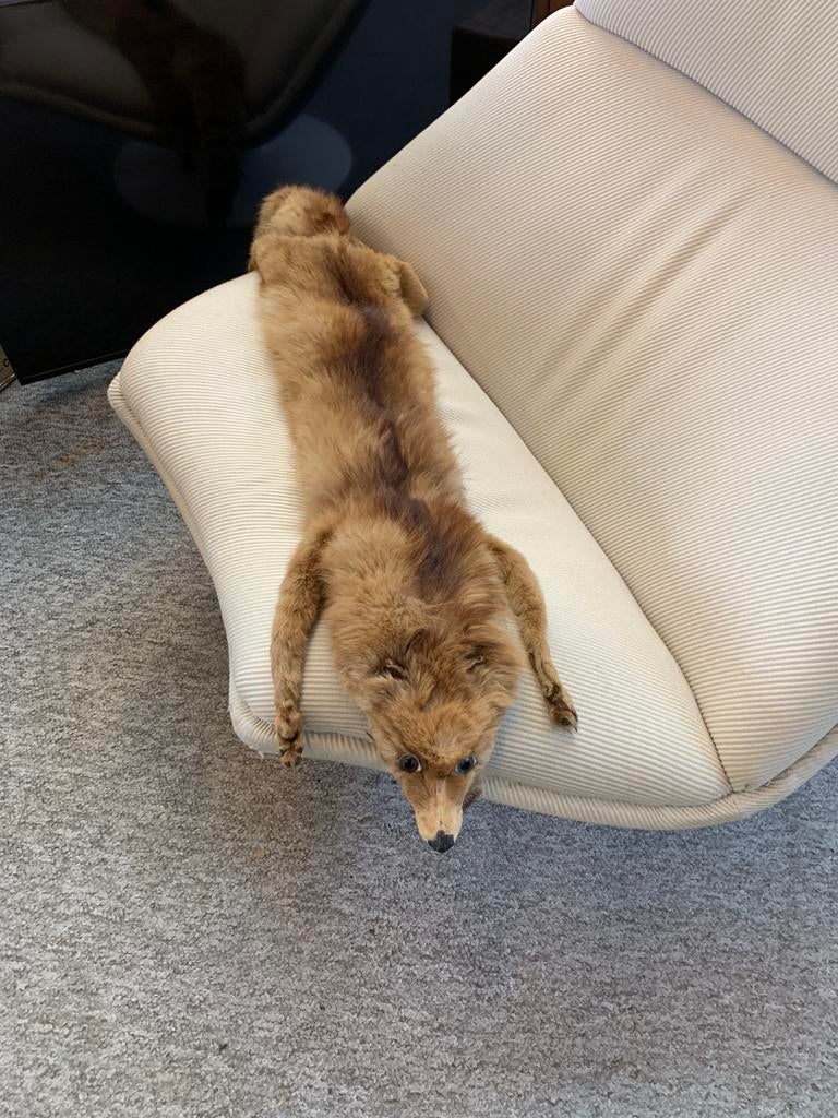 vossenbontstola oude vintage vossen bont stola type dat vaak, Ophalen of Verzenden, Gebruikt, Beeldje of Figuurtje