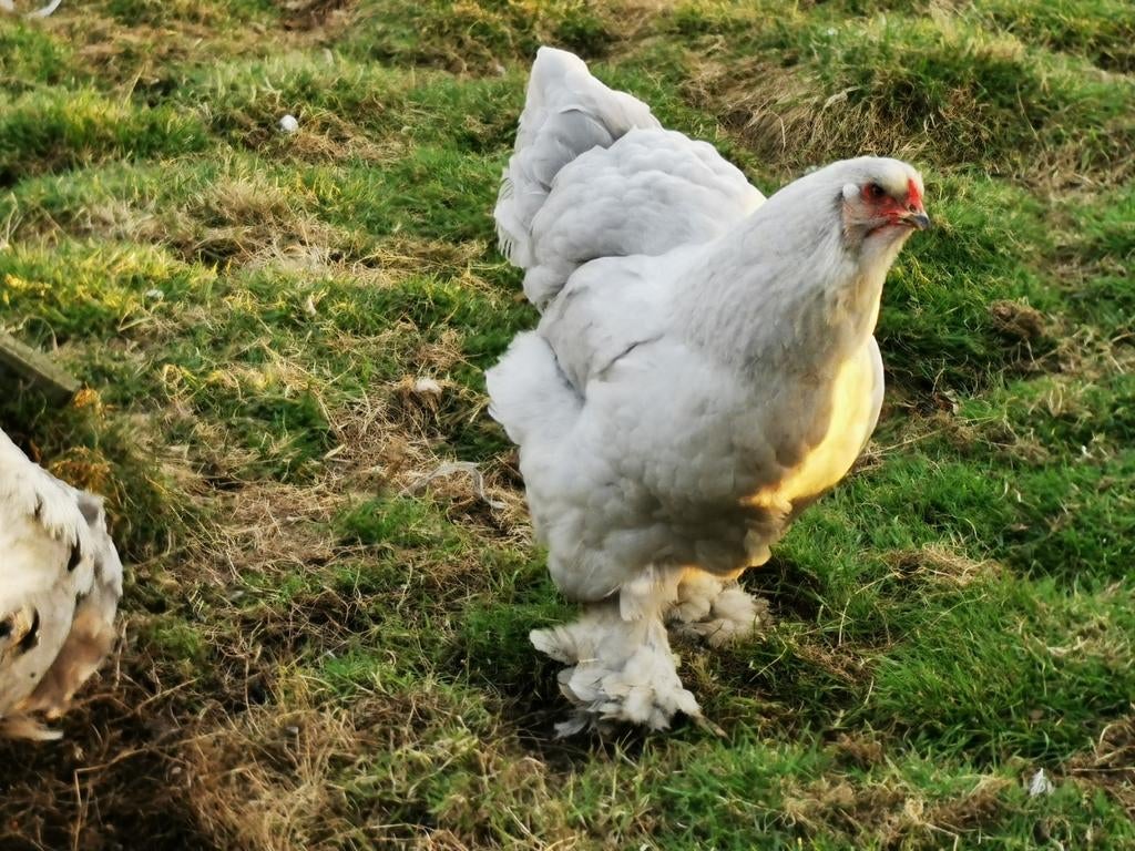 Broedeieren Brahma parelmoer, Dieren en Toebehoren, Pluimvee, Geslacht onbekend, Kip