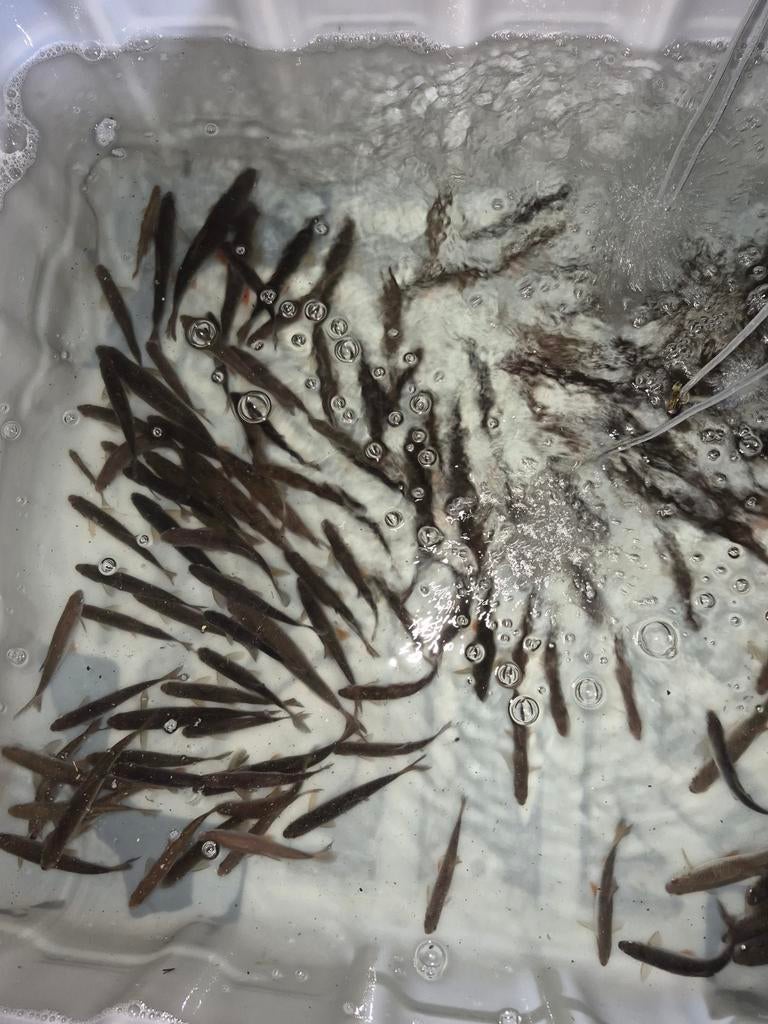 Aasvis, Ophalen, Overige typen