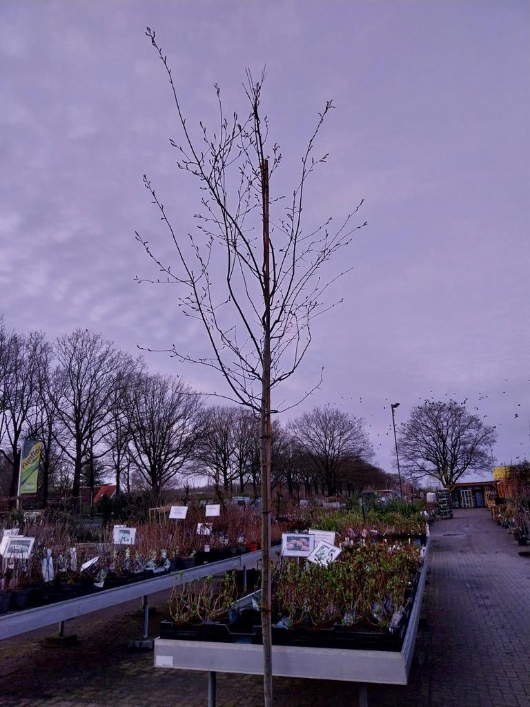 Amelanchier lamarckii boom, Tuin en Terras, Ophalen, Volle zon, Overige soorten
