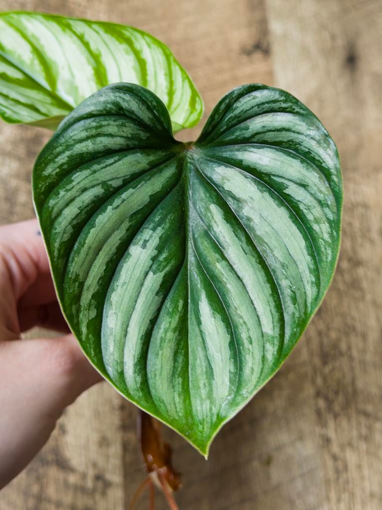 Philodendron Plowmanii stek, Huis en Inrichting, Kamerplanten, Ophalen of Verzenden, Halfschaduw, Minder dan 100 cm