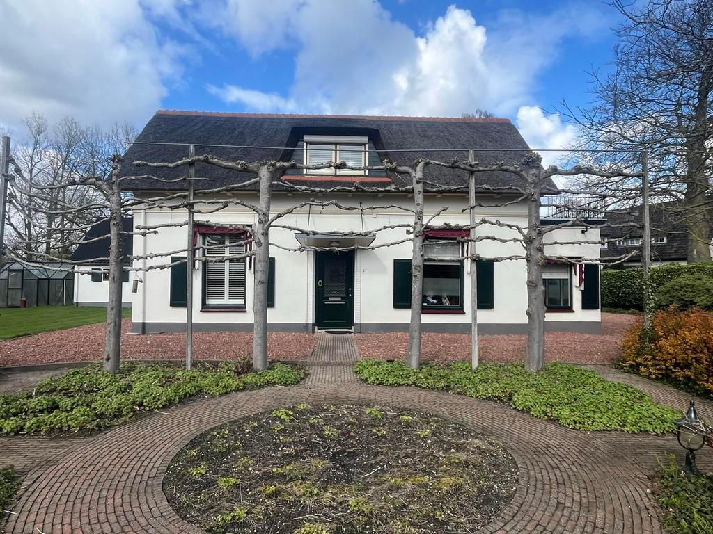 Te koop: 4 Volwassen Leilindes, Tuin en Terras, Leiboom, 250 tot 400 cm, Zomer, Ophalen