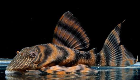 L397 Tiger Pleco, Vis