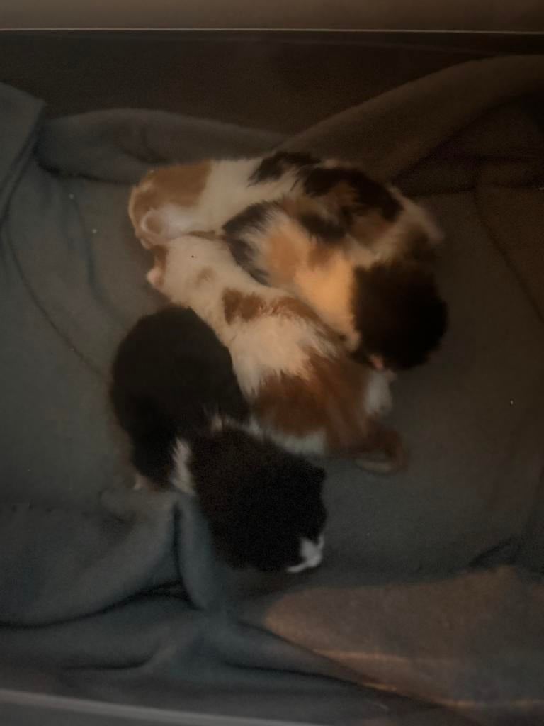 4 prachtige kittens!, Dieren en Toebehoren, Katten en Kittens | Overige Katten, Meerdere dieren