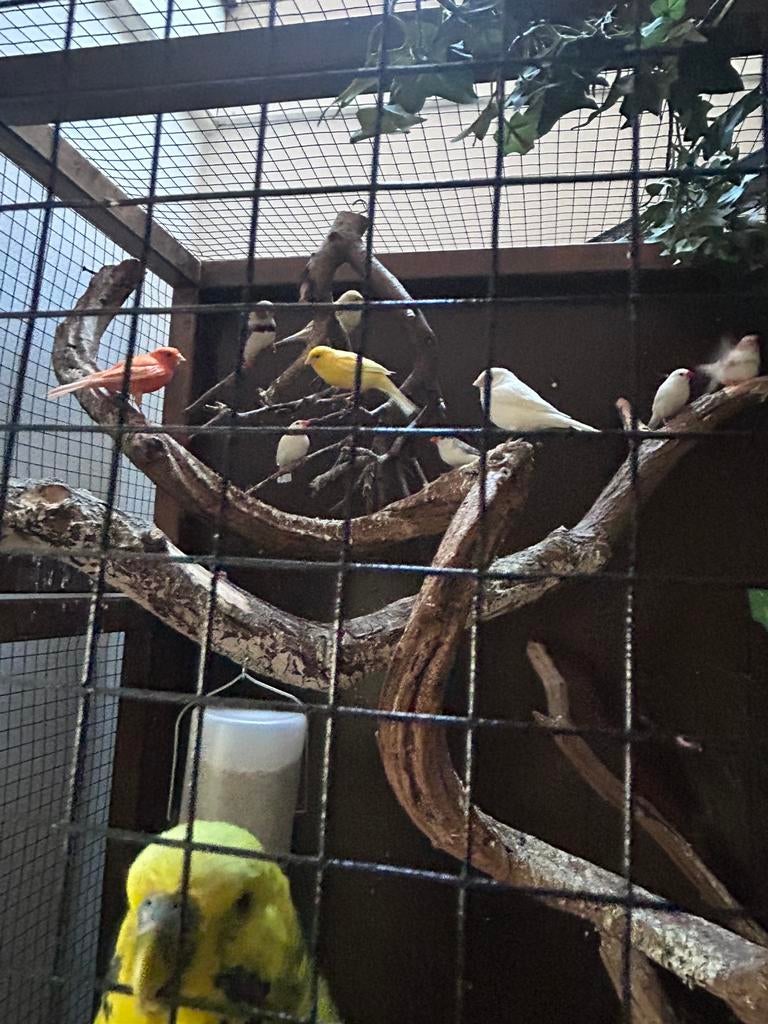 “Leeg” verkoop! Prachtige kanaries/zebravinken/grasparkiet, Dieren en Toebehoren, Meerdere dieren, Parkiet