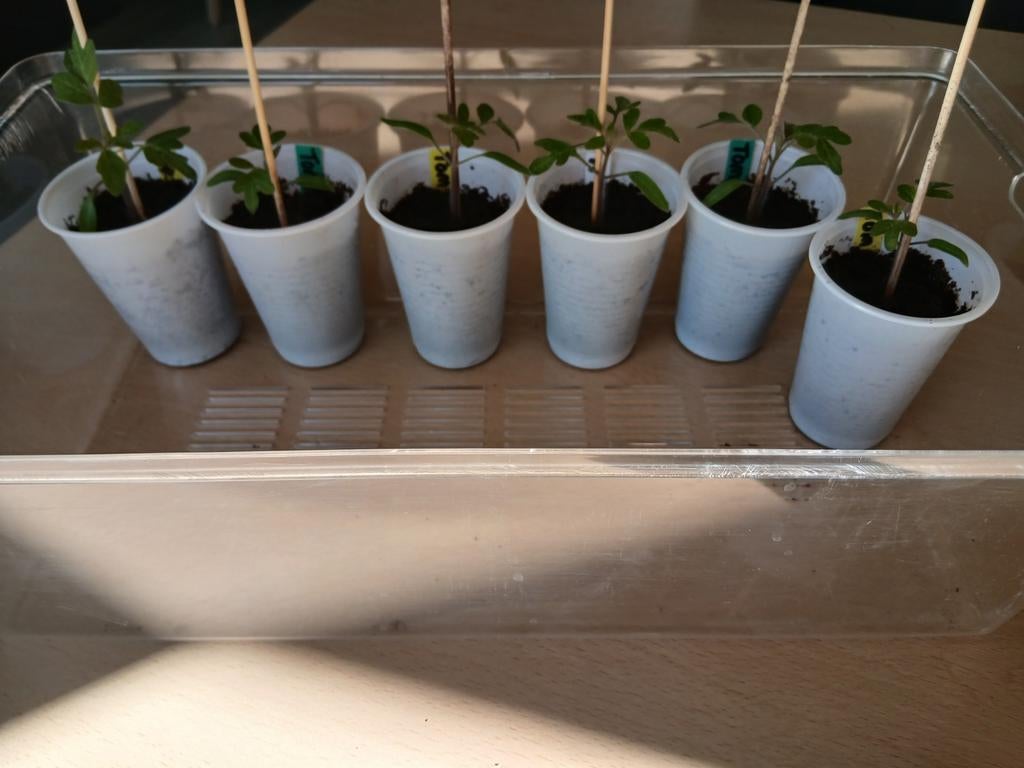 Biologische Marmande tomatenplantjes - Zelf gekweekt, Tuin en Terras, Planten | Tuinplanten, Ophalen, Volle zon, Groenteplanten