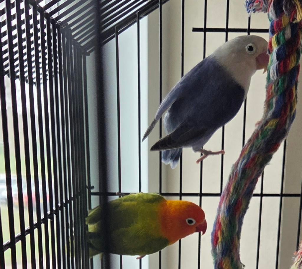 Agapornis fischeri, Meerdere dieren, Dwergpapegaai of Agapornis