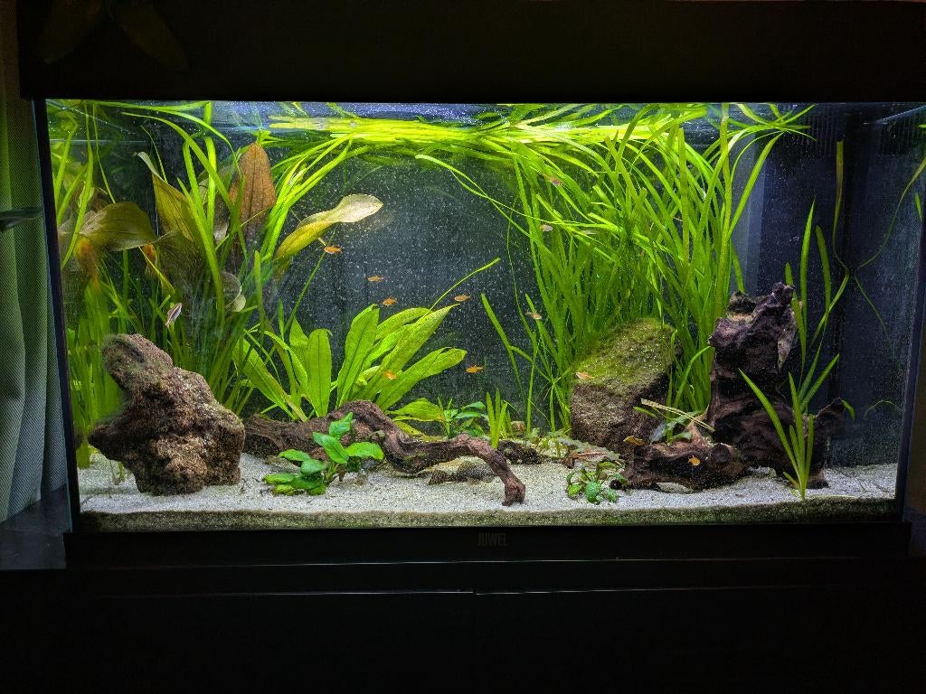 Aquariumplant Valisneria Spiralis, slierten, Ophalen of Verzenden, Nieuw, Plant(en), Steen of Hout