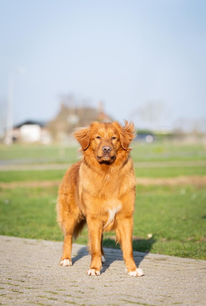 Volledig geteste Nova Scotia Toller Dekreu, Fokker | Hobbymatig, 1 tot 2 jaar, Buitenland, Parvo