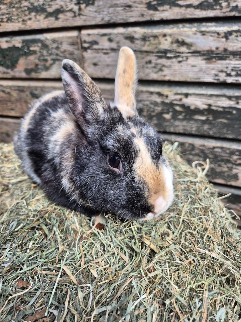 Mooi rammetje te koop, Dieren en Toebehoren, Konijnen, Mannelijk