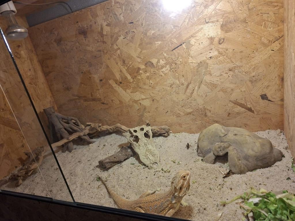 Baardagaam met terrarium