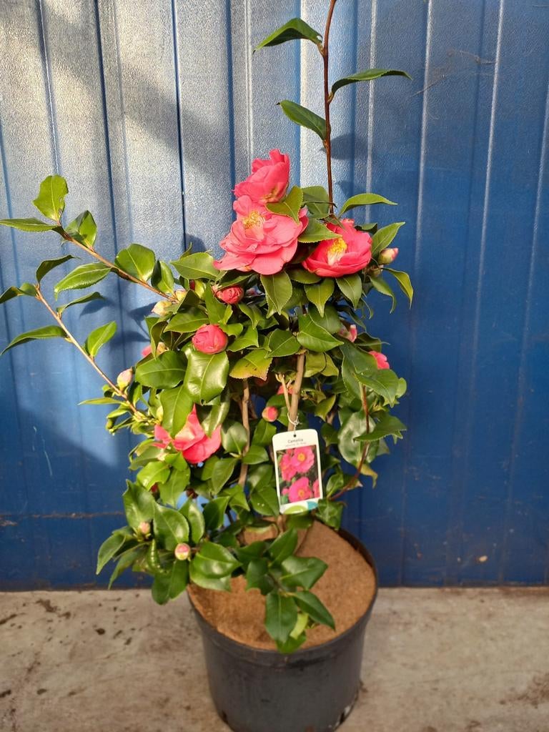 Camellia 60/70cm hoog €29,95, Ophalen, Overige soorten, Halfschaduw