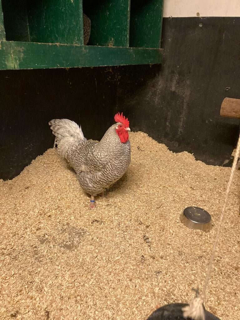 Noord Hollandse blauwe, Vrouwelijk, Kip