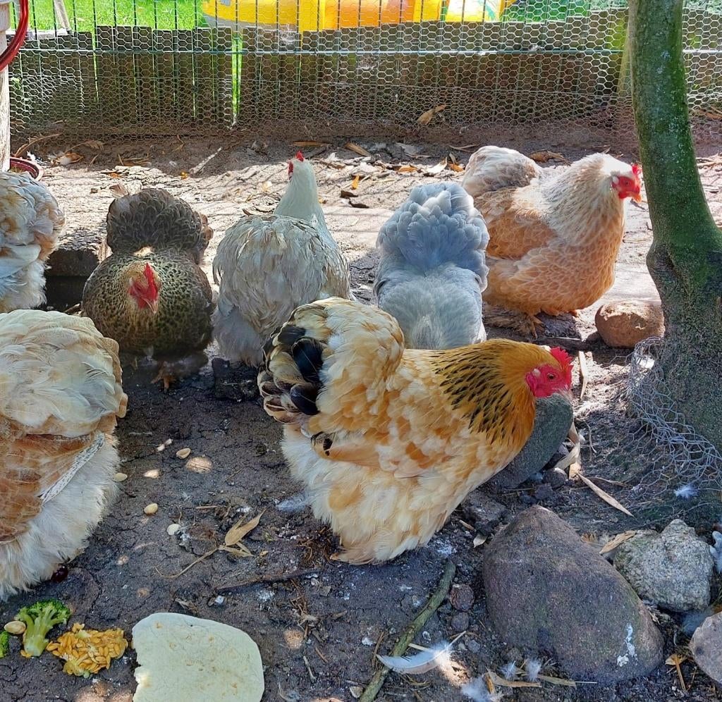cochin kriel broedeieren, Dieren en Toebehoren, Pluimvee | Toebehoren, Nieuw, Overige typen, Ophalen of Verzenden