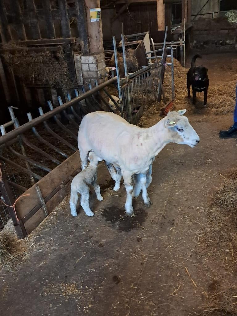 Ooi met 2 lammeren schaap, Meerdere dieren, Schaap