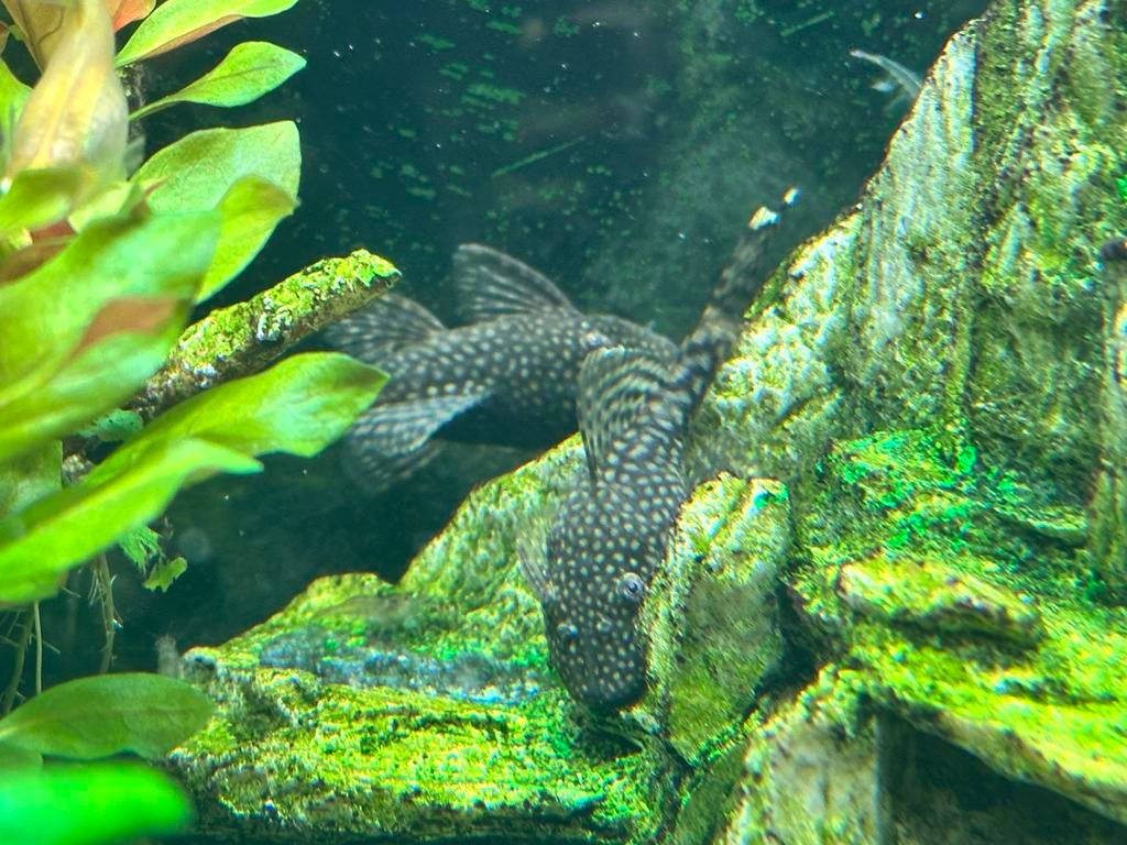 Bristlenose Pleco’s  (jonge) Ancitrus algeneters., Vis