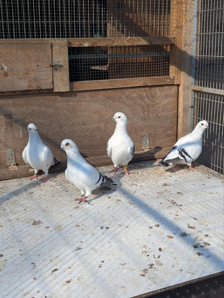 Syrische duiven, twee koppels, Dieren en Toebehoren, Meerdere dieren, Overige soorten