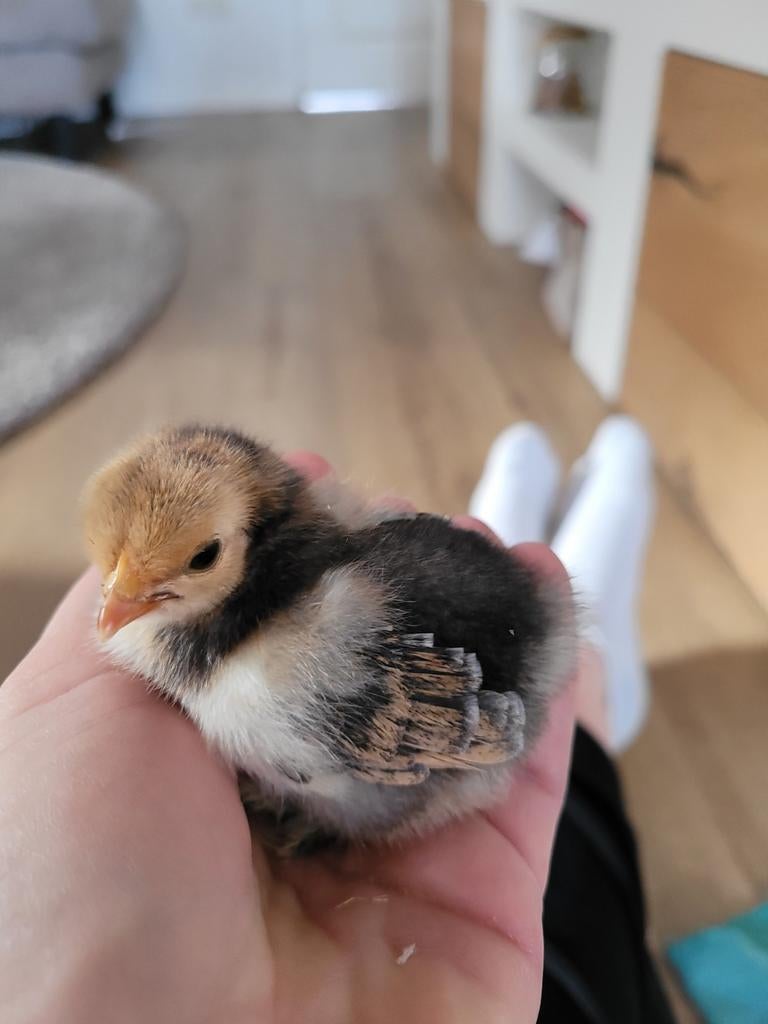 Cochin kriel kuikens, Dieren en Toebehoren, Pluimvee, Kip, Geslacht onbekend