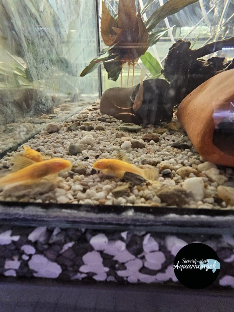 Ancistrus Temminckii Goud- Ancistrus goud, Dieren en Toebehoren, Vissen | Aquariumvissen, Vis, Zoetwatervis