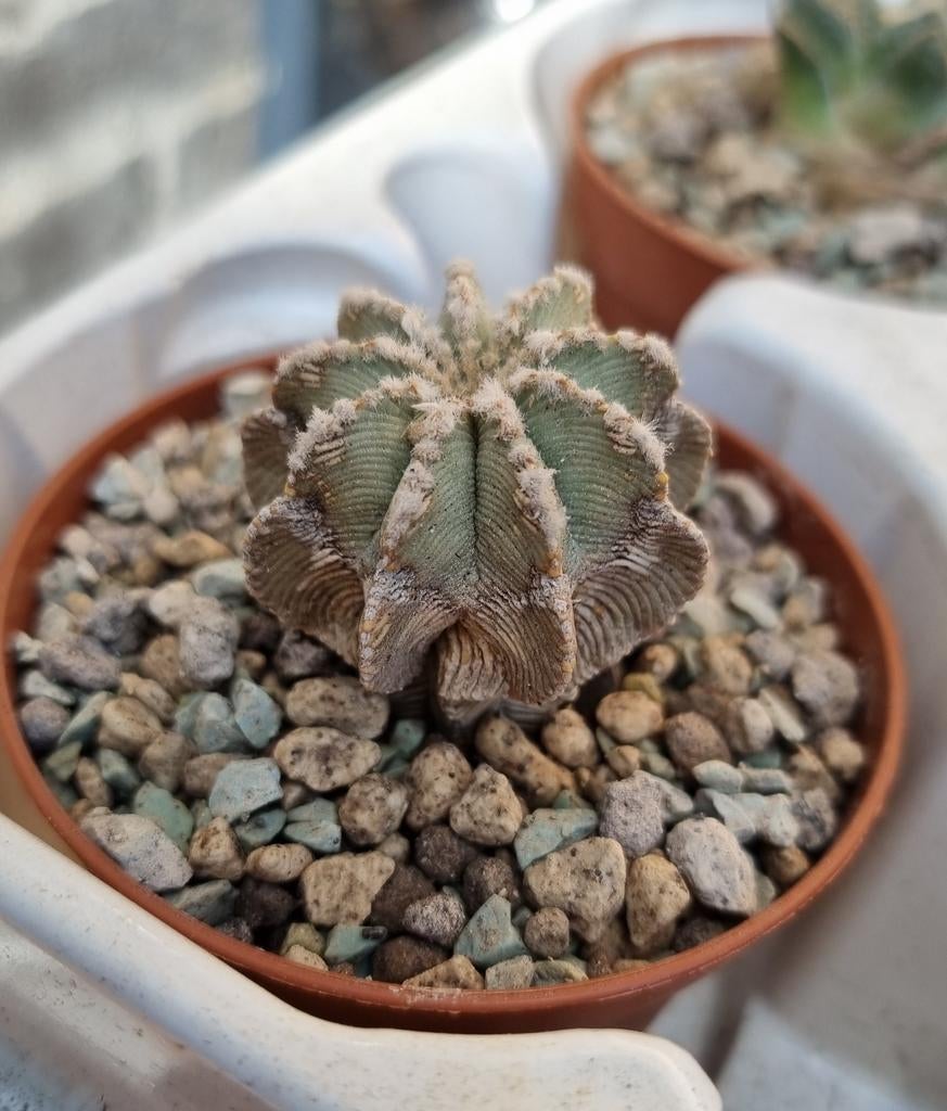 CACTUS AZTEKIUM HINTONII GROTE PLANT ZELDZAAM, Ophalen of Verzenden, Cactus, Volle zon, Minder dan 100 cm