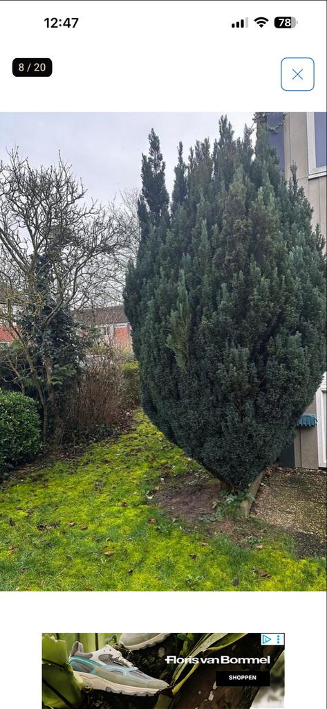 2 x grote taxus GRATIS, Volle zon, Vaste plant, Bloeit niet, Ophalen