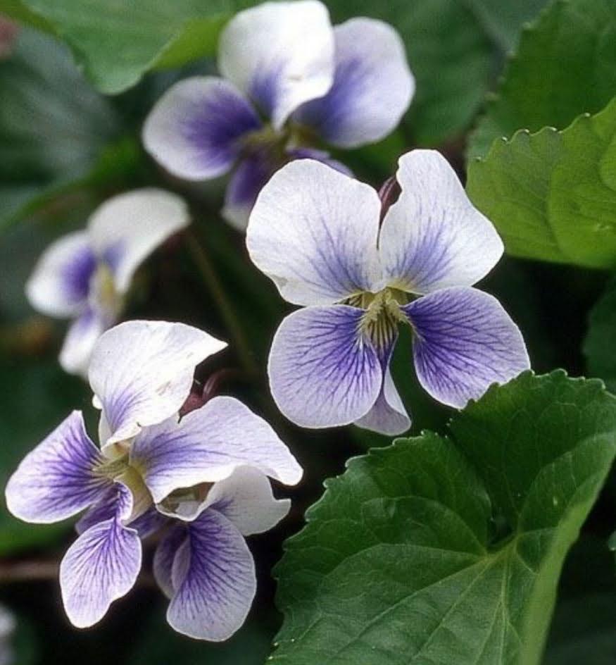 Vaste viool, Ophalen of Verzenden, Lente, Vaste plant, Halfschaduw