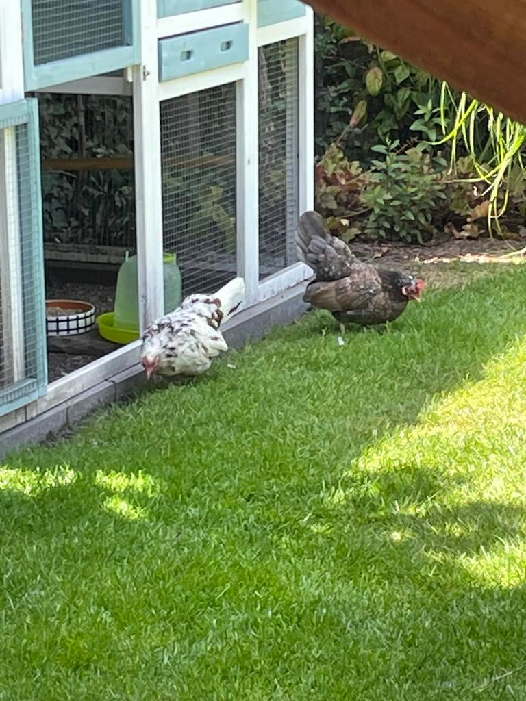 Gezocht 4 Maleisische Ayam Serama hennen, Dieren en Toebehoren, Meerdere dieren, Kip