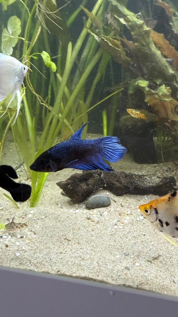 Betta vrouwtje, Dieren en Toebehoren, Vis