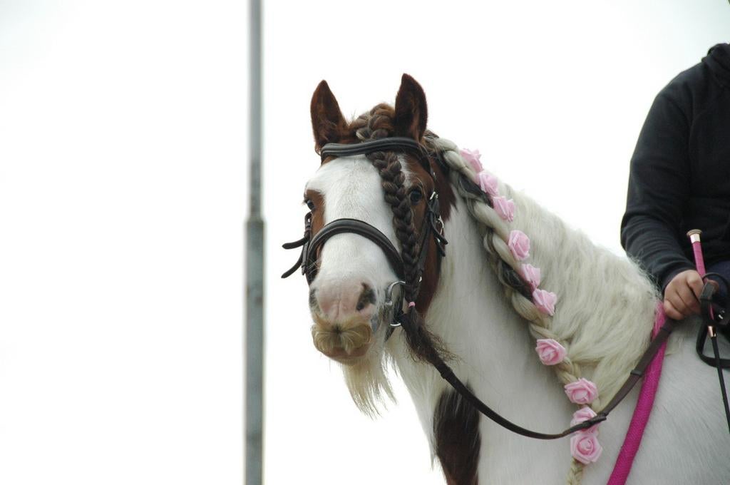Grondwerk Instructrice gezocht, Ophalen of Verzenden