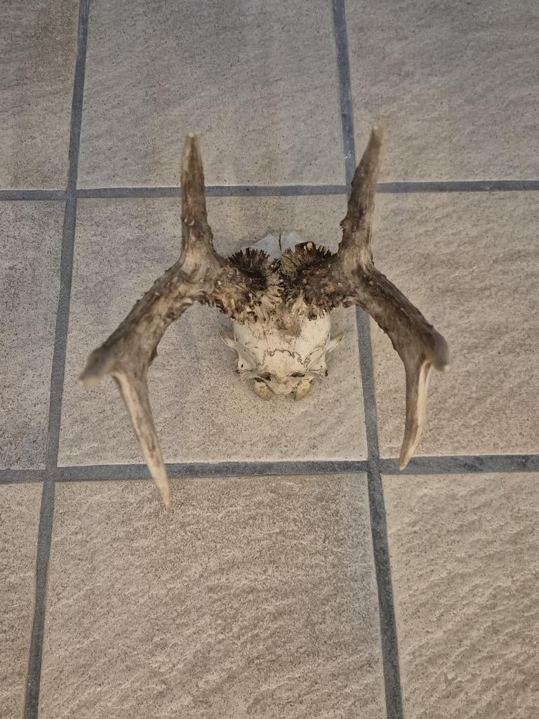 Mooi Fors Ree Gewei Zes ender schedel jacht hut € 14,00, Ophalen of Verzenden, Gebruikt, Hert, Schedel