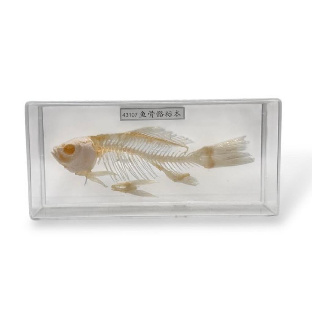 Vis skelet in plastic box, Ophalen of Verzenden, Zo goed als nieuw