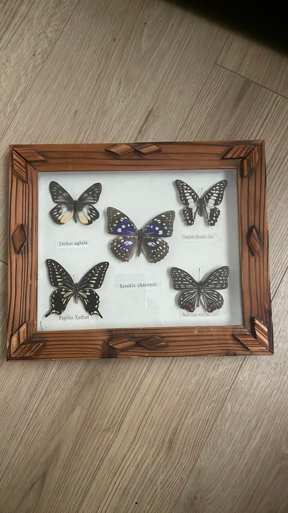 fotolijst met 5 opgezette vlinders, Ophalen of Verzenden, Zo goed als nieuw