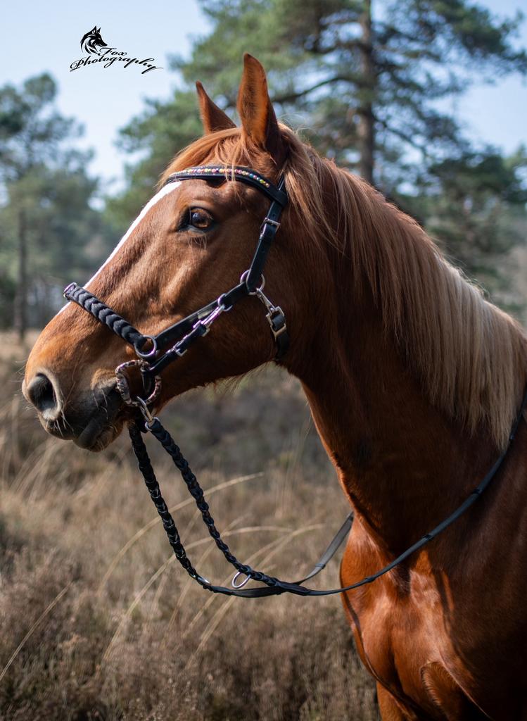 Nieuw! Multifunctioneel hoofdstel 4 in 1 glitter, Dieren en Toebehoren, Ophalen of Verzenden, Nieuw