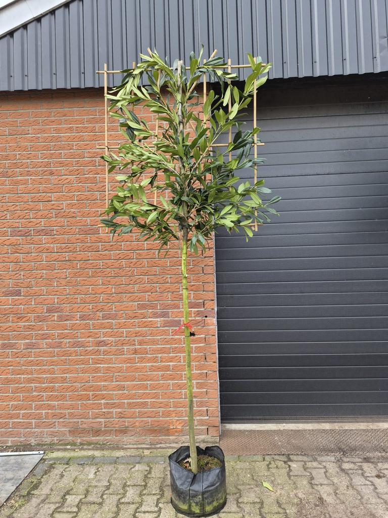 Lei laurier prunus laurier leiboom leibomen lei portugese, Bloeit niet, Leiboom, Halfschaduw, Ophalen of Verzenden